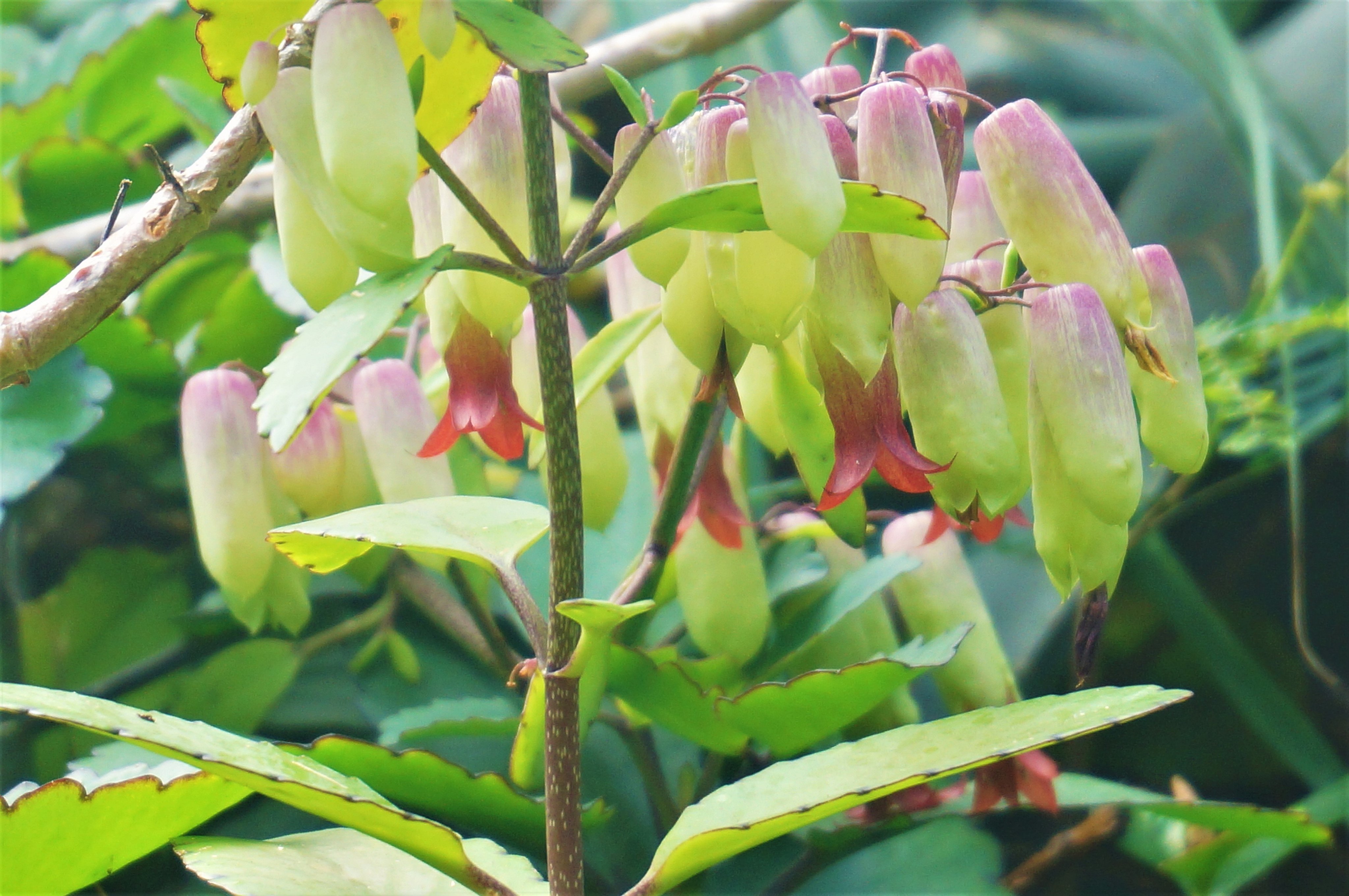 小笠原ビジターセンター 大神山公園 セイロンベンケイ ハカラメ の花が咲いています 風船のように膨らんだがくを突き破って 赤い花を咲かせます 落下した葉からは芽が出てきます とても個性的な植物ですね 小笠原 Ogasawara セイロンベンケイ