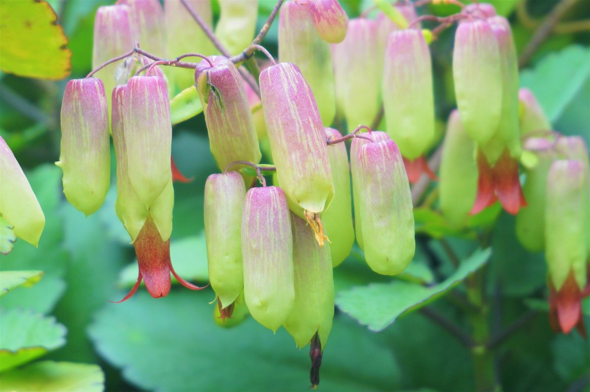 小笠原ビジターセンター 大神山公園 セイロンベンケイ ハカラメ の花が咲いています 風船のように膨らんだがくを突き破って 赤い花を咲かせます 落下した葉からは芽が出てきます とても個性的な植物ですね 小笠原 Ogasawara セイロンベンケイ