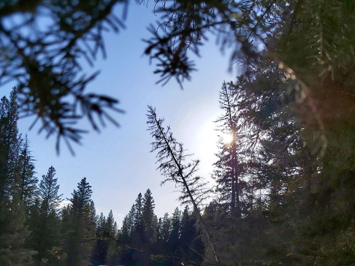 StarryDawnAdven's tweet photo. Windy day but gorgeous blue sky! Couldn't stay inside. And it was worth it! Saw 3 deer and 2 squirrels 😉
#hiking #sun #bluesky #nature #pinetree #photography #landscape #exploreSask #sasktrails #winter #exploreCanada #wesawdeer #weneverseedeerthere #threeofthem #itwascool https://t.co/1zu8noaKMB