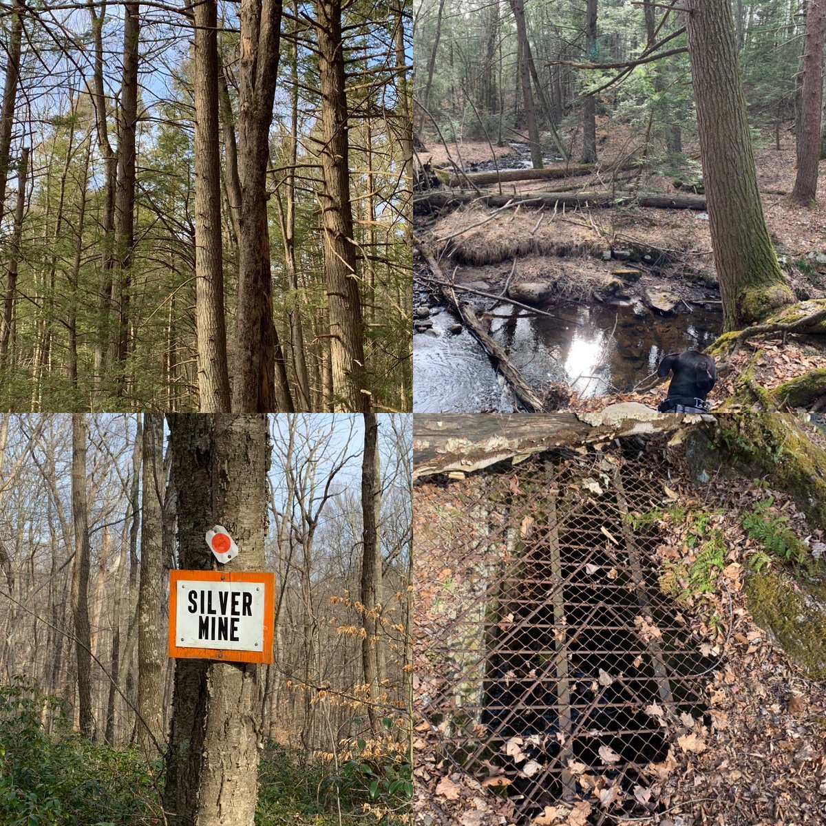 mllugie's tweet photo. Get out and explore!! Social distancing on a trail in the middle of the woods with my pups #strokesstateforest #lovewhereyoulive #getoutandexplore #pitbull #getyourexercise #raven #luna #sciencehappenseveryday https://t.co/KtQyDMG5e0