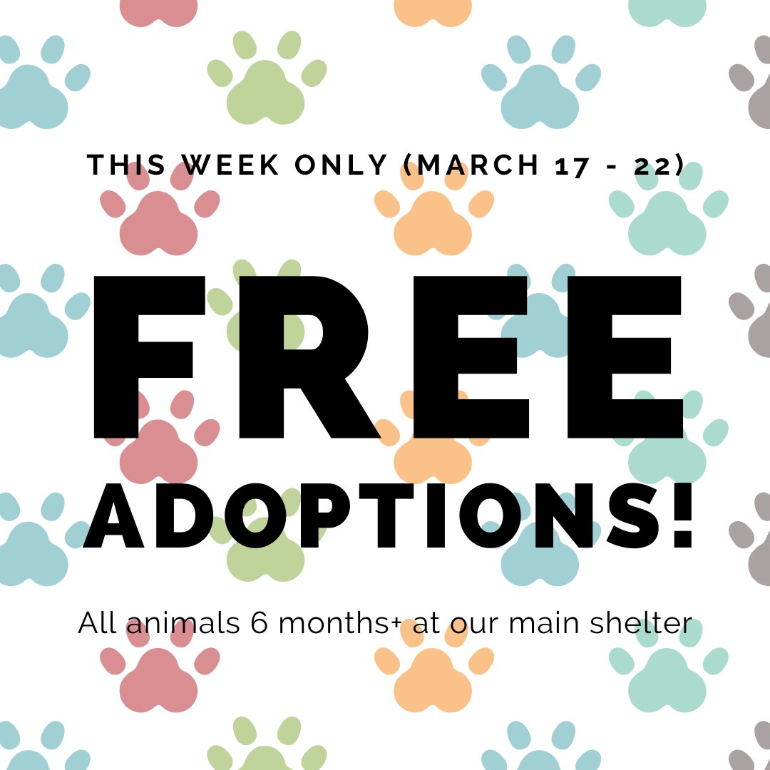 aawlphx's tweet photo. THIS WEEK ONLY: All animals 6-months-old and up are FREE at our main shelter (25 N. 40th St. Phoenix)! https://t.co/0992qcAgd3