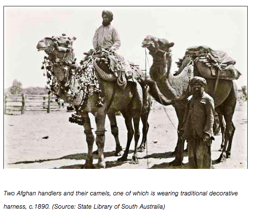 During British colonization (in 1840) camels were transported from Pakistan to Australia because of their strength & arid-adaptations. Camels were used for exploring the central desert & for railway, road, & telegraph initiatives. (Burrows 2018)  #2020MMM