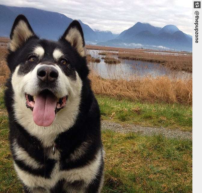 IngloriousDogs's tweet photo. Photo by All enquiries, please see email in bio. . #puppyday #puppystagrams #cutedogfeatures #puppylove #puppy #puppies #ingloriousdogs https://t.co/W42K18GdsL