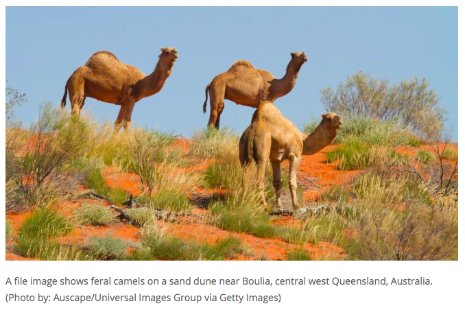 NEXT UP: Australian Feral Camel (1-seed) vs Face Mite (16-seed, image from  http://acne.org )!  #2020MMM