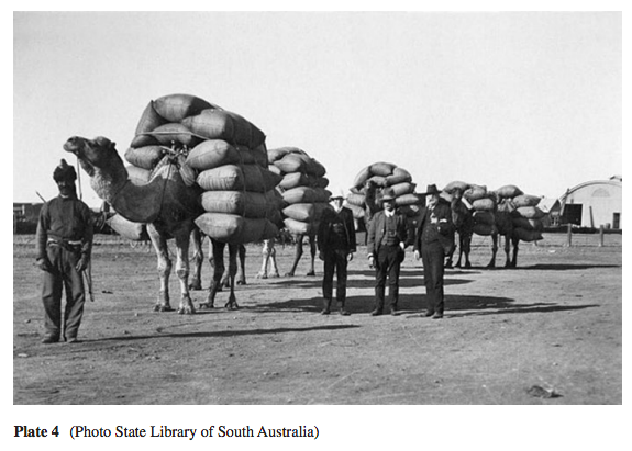 During British colonization (in 1840) camels were transported from Pakistan to Australia because of their strength & arid-adaptations. Camels were used for exploring the central desert & for railway, road, & telegraph initiatives. (Burrows 2018)  #2020MMM