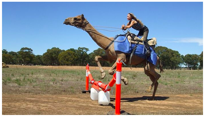 A team of camel jockeys on ATVs & motorbikes are chasing down feral camels to find a a suitable mount for the camel races!  https://www.abc.net.au/local/photos/2012/01/23/3413341.htm  #2020MMM