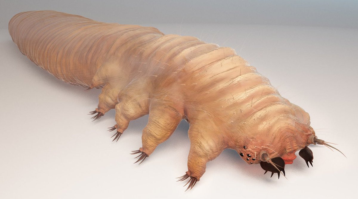 Our faces (& scalps) are the landscape of these mites as they meet, mate, & lay eggs in our hair follicles.  #SweetDreams (image from  https://eyelovecares.org/demodex-mites/ )  #2020MMM