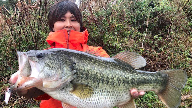 megabass_jp's tweet photo. 【Megabass Blog】オッチー的！春の野池のクランキングパターン
Megabassスタッフ 越智 一輝
https://t.co/n0jCMOmOjo

#megabass #mymegabass #lurefishing #SUPERZ #IXISHAD #バス https://t.co/qfmMysN23P
