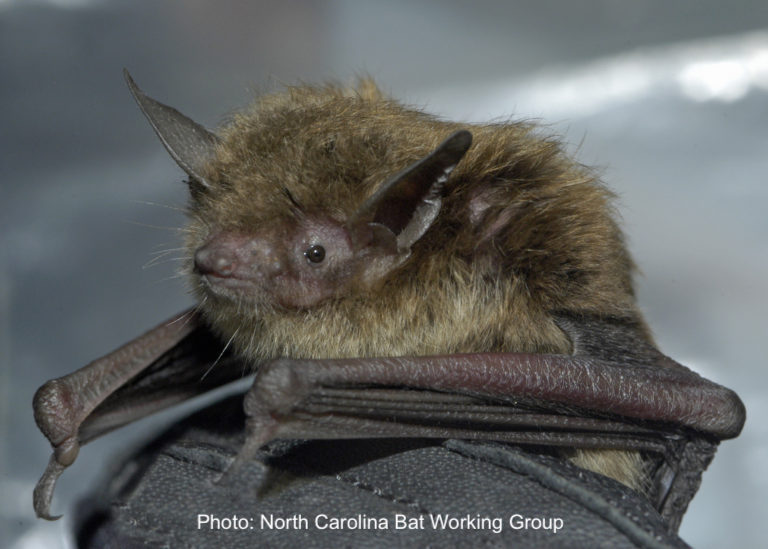 alyb_batgirl's tweet image. The little brown bat is - unsurprisingly - small AND brown! Also referred to as the little brown myotis (meaning mouse-eared), this combatant weighs in at ~10 grams (and could have been a #TinyTerror!) #2020MMM