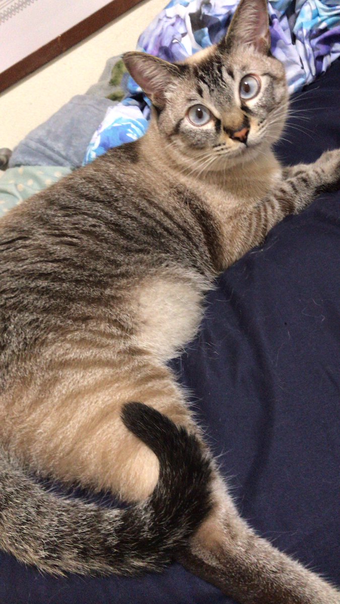 LEON180916's tweet photo. 猫を探しています
3/14日に東京→福島に引っ越しに向かう途中に寄った、佐野サービスエリアで猫が脱走してしまいました。
・レオン (♂) 2歳 6.7kg
・白地にグレーのしま模様
・水色の瞳に赤い鼻
・水色に「L」の金チャーム付の首輪
・臆病な性格
#拡散希望 #猫 #迷子猫 #佐野 #栃木 #サービスエリア https://t.co/UKaXd4ERLN