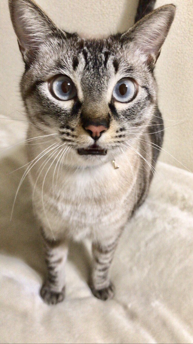 LEON180916's tweet photo. 猫を探しています
3/14日に東京→福島に引っ越しに向かう途中に寄った、佐野サービスエリアで猫が脱走してしまいました。
・レオン (♂) 2歳 6.7kg
・白地にグレーのしま模様
・水色の瞳に赤い鼻
・水色に「L」の金チャーム付の首輪
・臆病な性格
#拡散希望 #猫 #迷子猫 #佐野 #栃木 #サービスエリア https://t.co/UKaXd4ERLN