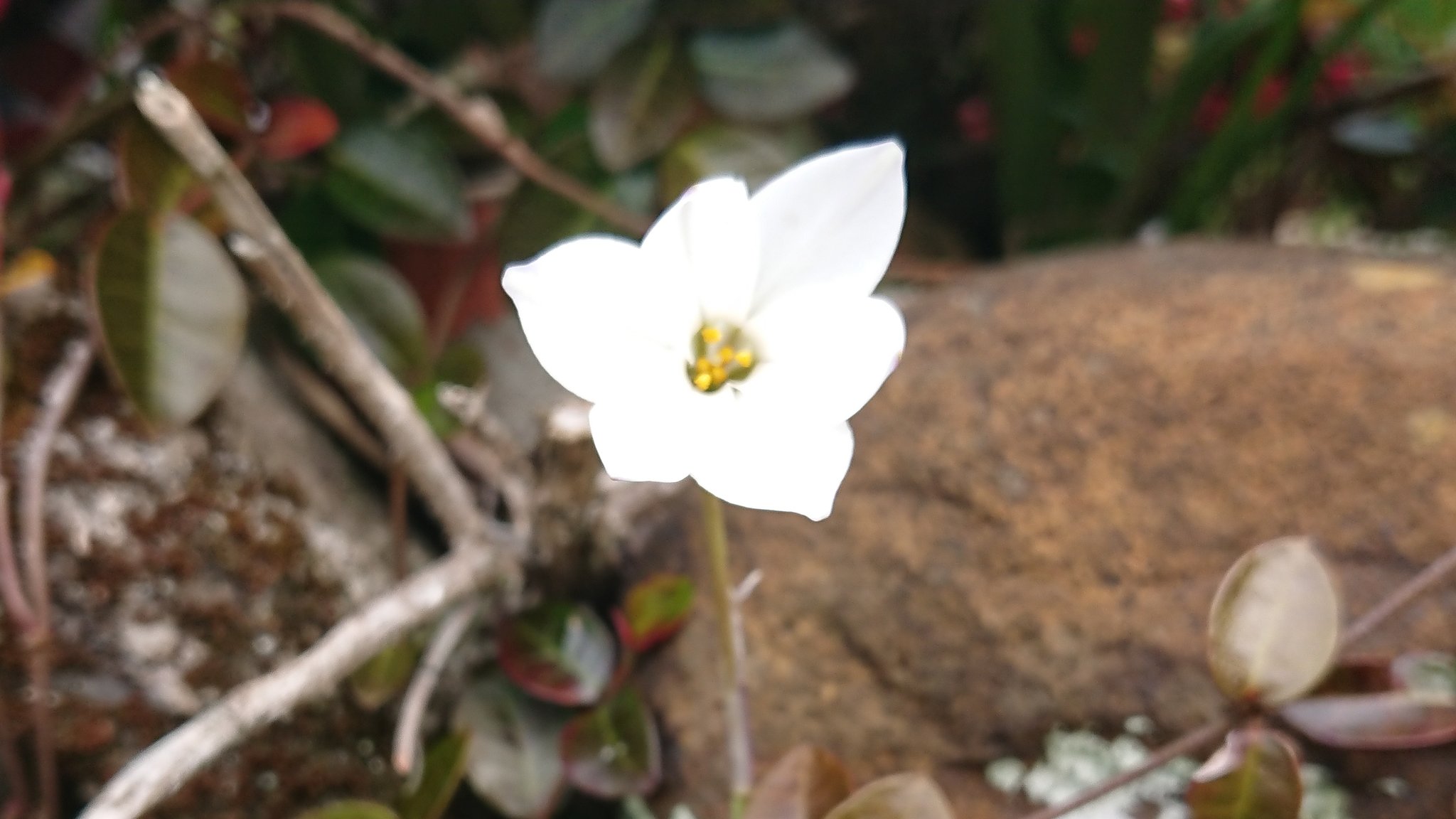 石垣の花 Twitter Search Twitter