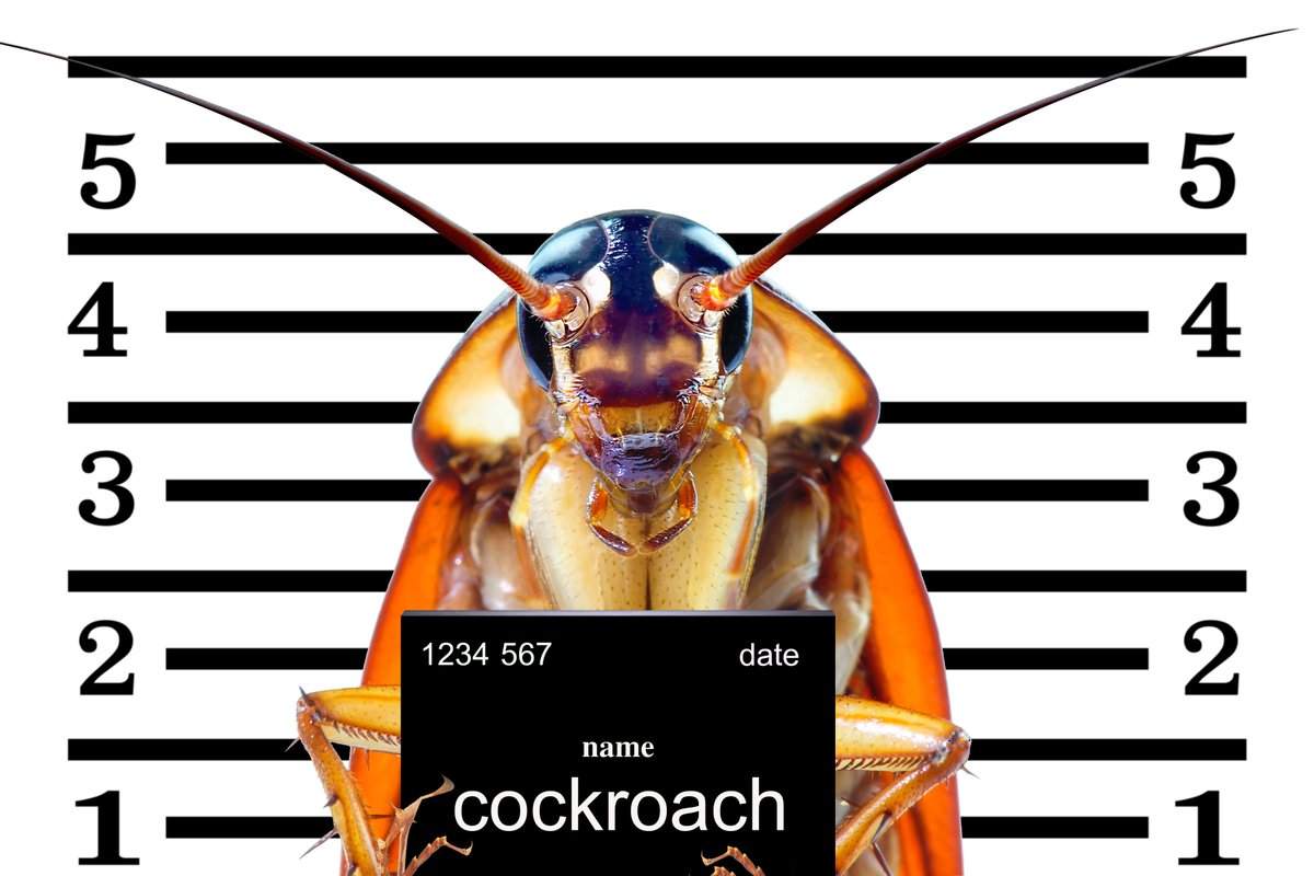 WatchdogPest's tweet photo. How do you know you have roaches? https://t.co/POTuM2Gtsy

#pest #pests #pestcontrol #pestcontrolaz #pestcontrolservices #pestsolutions #diypestcontrol #roach #roaches #roachcontrol #cockroach #cockroaches #cockroachcontrol #roachphotography #cockroachphotography #insect #insects https://t.co/BWvtADQgyw