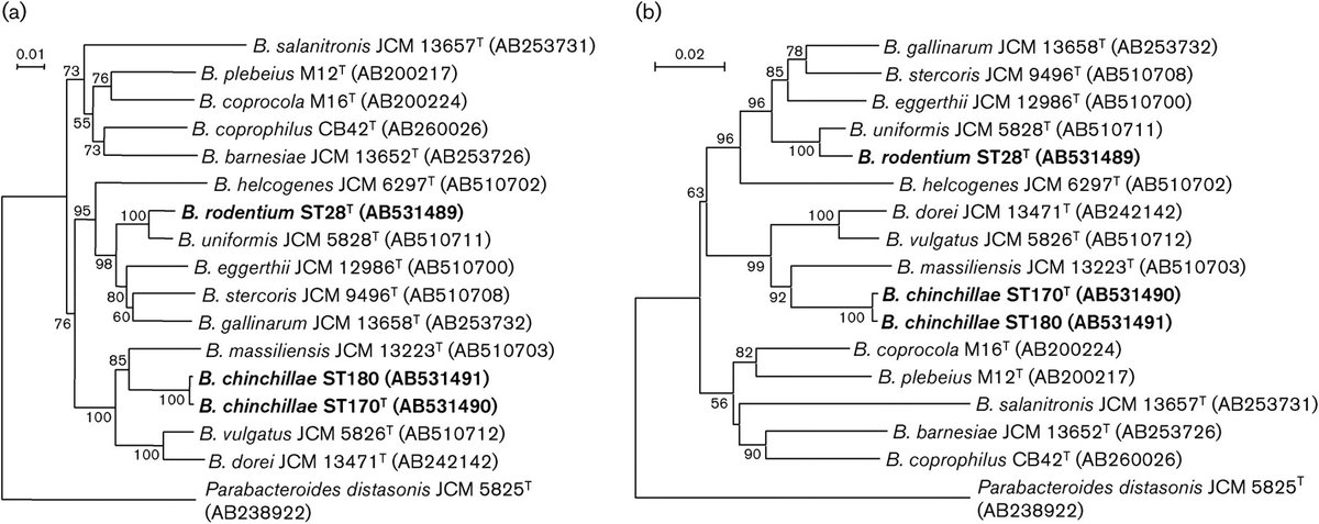 StoneLab_ASU's tweet image. DNA from chinchilla poop was studied to find two never-before described species of bacteria microbiologyresearch.org/content/journa… #genetics #PoopScience #2020MMM
