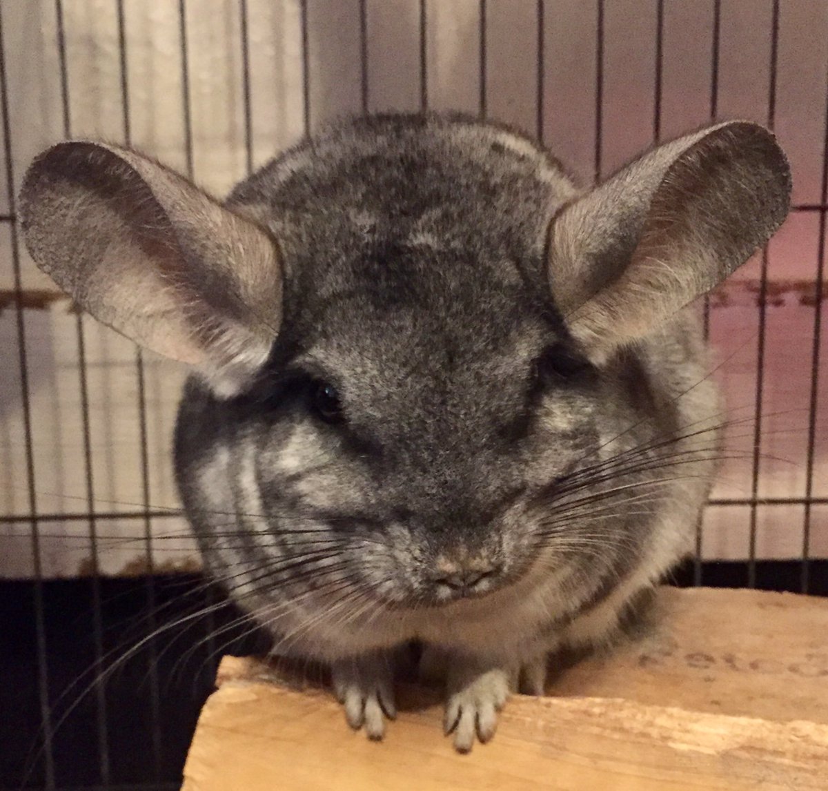 chinchilla angry