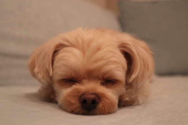 犬の前立腺肥大