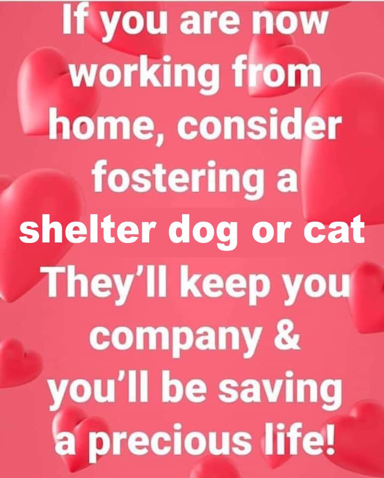 RHumaneSoc_TX's tweet photo. Reach out if you're interested!!

https://t.co/R9M0kPnjN0 https://t.co/D9YNSm9I33