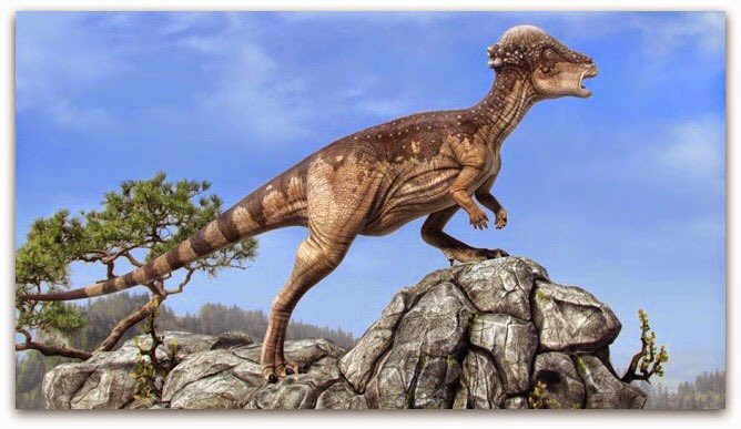 stefjforeman's tweet photo. @Laelaps Pachycephalosaurus https://t.co/vsHU135KWA