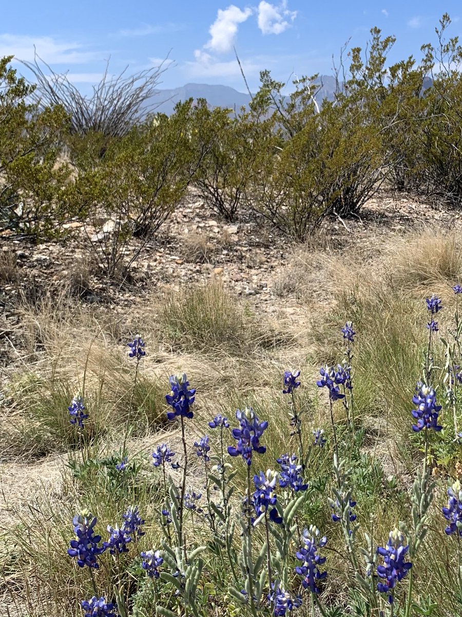 Matthew27185575's tweet photo. Saw the beautiful and amazing Big Bend National park . Have a great time  and the weather was warm and sunny 91 degrees!!! 🚗🛣🗻🏔⛰🌲🕶🏞🌺🌵🌞 https://t.co/ZenrtFeqQd