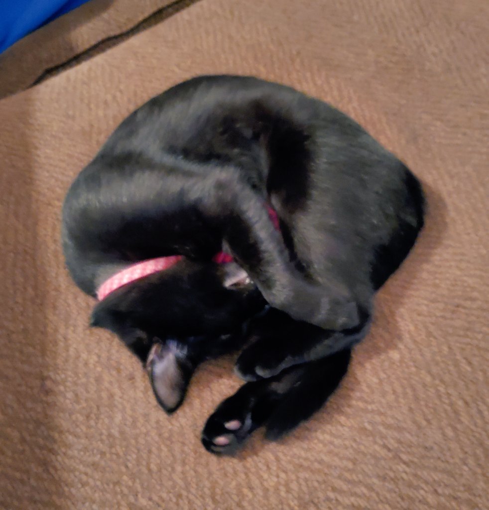 bennabar's tweet photo. @andylassner Stevie Sophia, napping 💜 #acrobatcat 🖤🙀 https://t.co/44O3zgAX3x