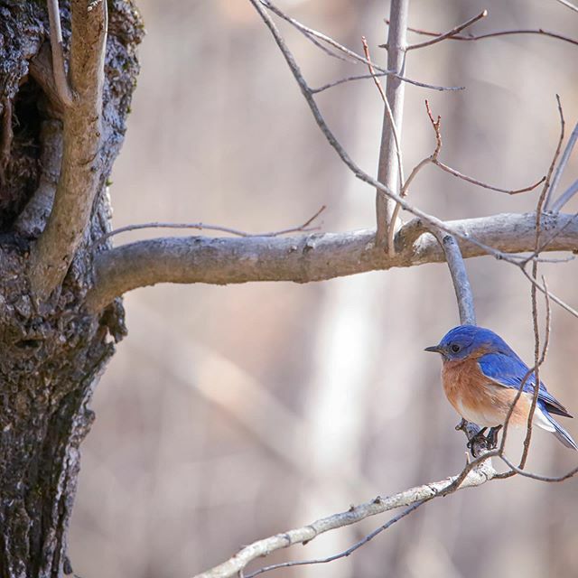 NellySpectacle's tweet photo. #easternbluebird #birdsofnewengland https://t.co/pWan4y0U9W https://t.co/oiPeBpY31F
