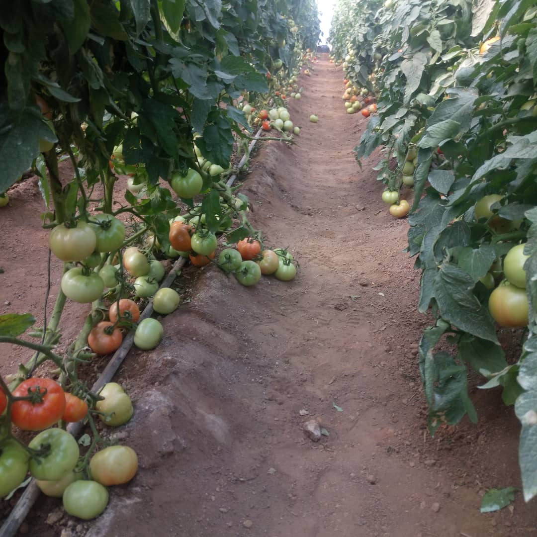 Starke Ayres Zambia - Star 9009 is a determinate tomato hybrid with a  unique disease tolerance package on a vigorous plant. This variety offers  the grower stability and adaptability, long shelf life