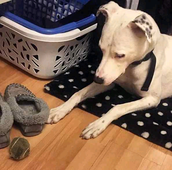 🐾Frazer_FFH🐾 tweet media