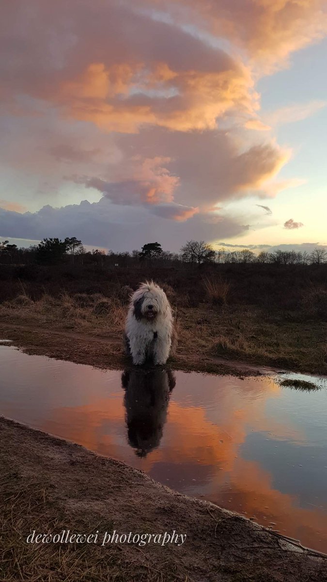 Morning solitude 
#oldenglishsheepdogs 
#oes
#bobtail