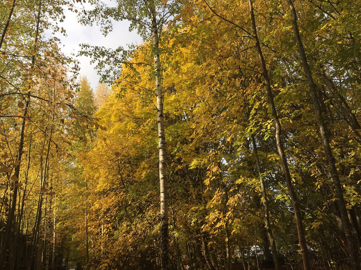 Kaiken muutos on myös sosiaalityön muutos > Lue blogistamme #wswd2020 kommenttipuheenvuoro!🌿Rauhaisaa Kansainvälistä sosiaalityön päivää ja voimia kaikille poikkeusolojen työhön!🌿 #ekososiaalinen #sosiaalityö #rakest #muutos globaalisosiaalityo.org/kaiken-muutos-…