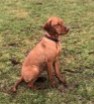 millypod1's tweet photo. πHONEY #Lost #ScanMe YOUNG Hungarian Vizsla Female
Devils Bit Mountain #CountyTipperary Ireland #SouthernIreland (EIRE) #E53
Lost in devils bit mountain co Tipperary, possible around surrounding areas of #killea #Templemore #Barnane #Moneygal
https://t.co/2zXhh22cbV https://t.co/HpsZ1ym8EZ