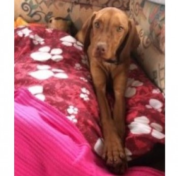 millypod1's tweet photo. πHONEY #Lost #ScanMe YOUNG Hungarian Vizsla Female
Devils Bit Mountain #CountyTipperary Ireland #SouthernIreland (EIRE) #E53
Lost in devils bit mountain co Tipperary, possible around surrounding areas of #killea #Templemore #Barnane #Moneygal
https://t.co/2zXhh22cbV https://t.co/HpsZ1ym8EZ