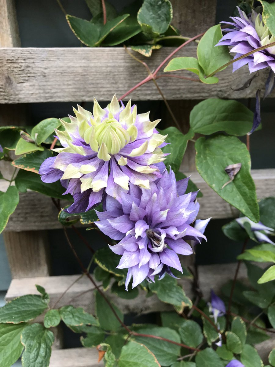 @garden_chamber At last a positive tweet in my timeline the news is so depressing in many ways! Here are a couple of #newtogardening pics! #flowers4u