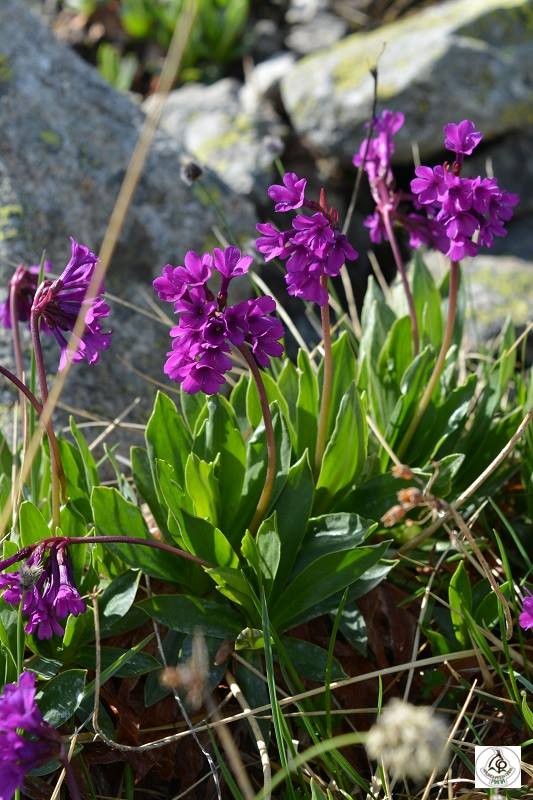 bio2care's tweet photo. #Rila #primrose (#Primula deorum)
The Rila primrose is #Bulgarian #local #endemic plant, which is found only in Rila. The plant is #protected by the national #Biodiversity #Act and is included in the Red Data #Book of the Republic of #Bulgaria. https://t.co/Nf4HTnjDBD