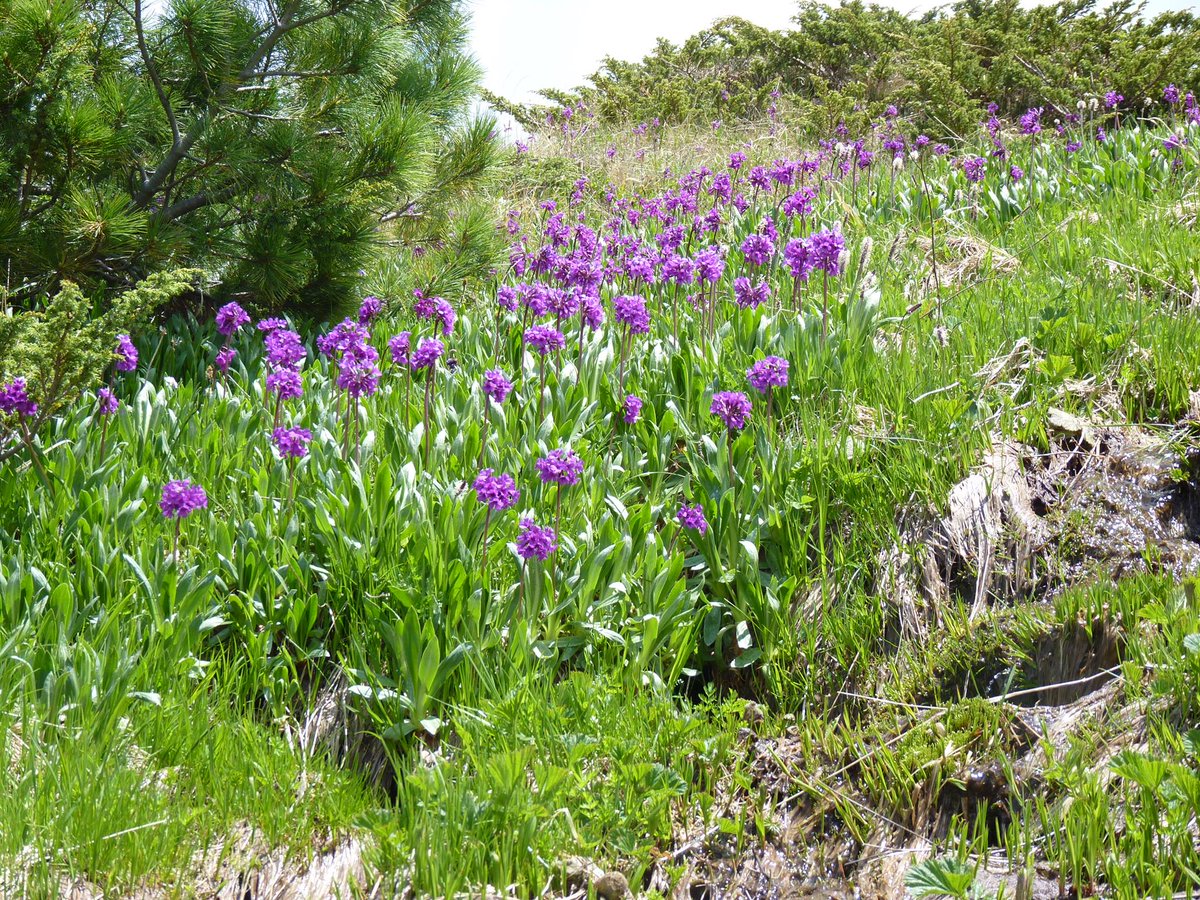 bio2care's tweet photo. #Rila #primrose (#Primula deorum)
The Rila primrose is #Bulgarian #local #endemic plant, which is found only in Rila. The plant is #protected by the national #Biodiversity #Act and is included in the Red Data #Book of the Republic of #Bulgaria. https://t.co/Nf4HTnjDBD