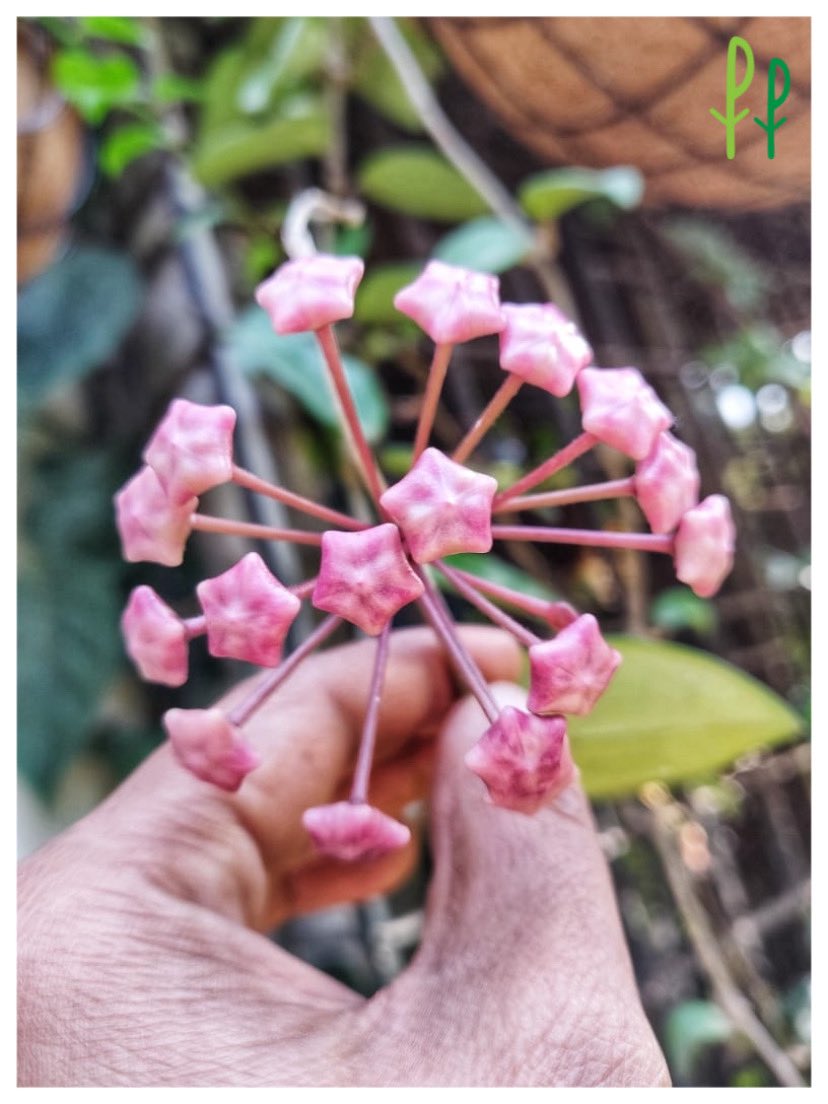 PlantTweeple's tweet photo. How to keep calm when your #HoyaCarnosa (Wax Plant) is about to bloom!! 💚😎 Available at #PlantPeople. https://t.co/j4V54dFc6w