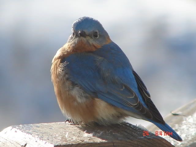 obscenelystr8's tweet photo. Fat birds. that’s the tweet https://t.co/fzn8Irpcqn