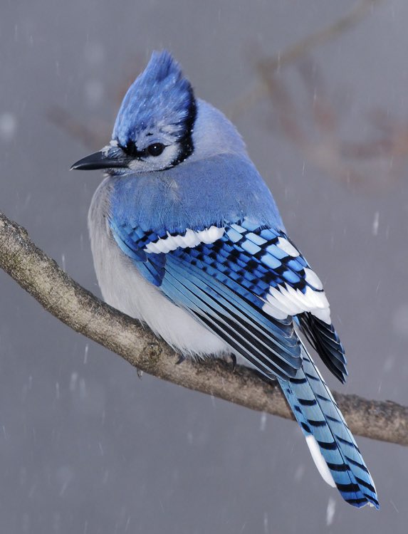 obscenelystr8's tweet photo. Fat birds. that’s the tweet https://t.co/fzn8Irpcqn