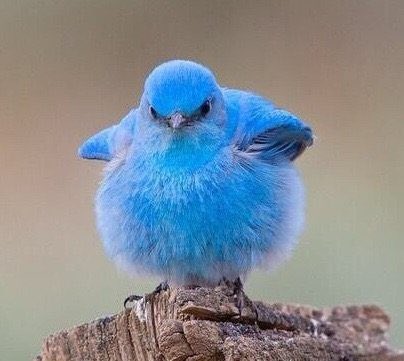 obscenelystr8's tweet photo. Fat birds. that’s the tweet https://t.co/fzn8Irpcqn