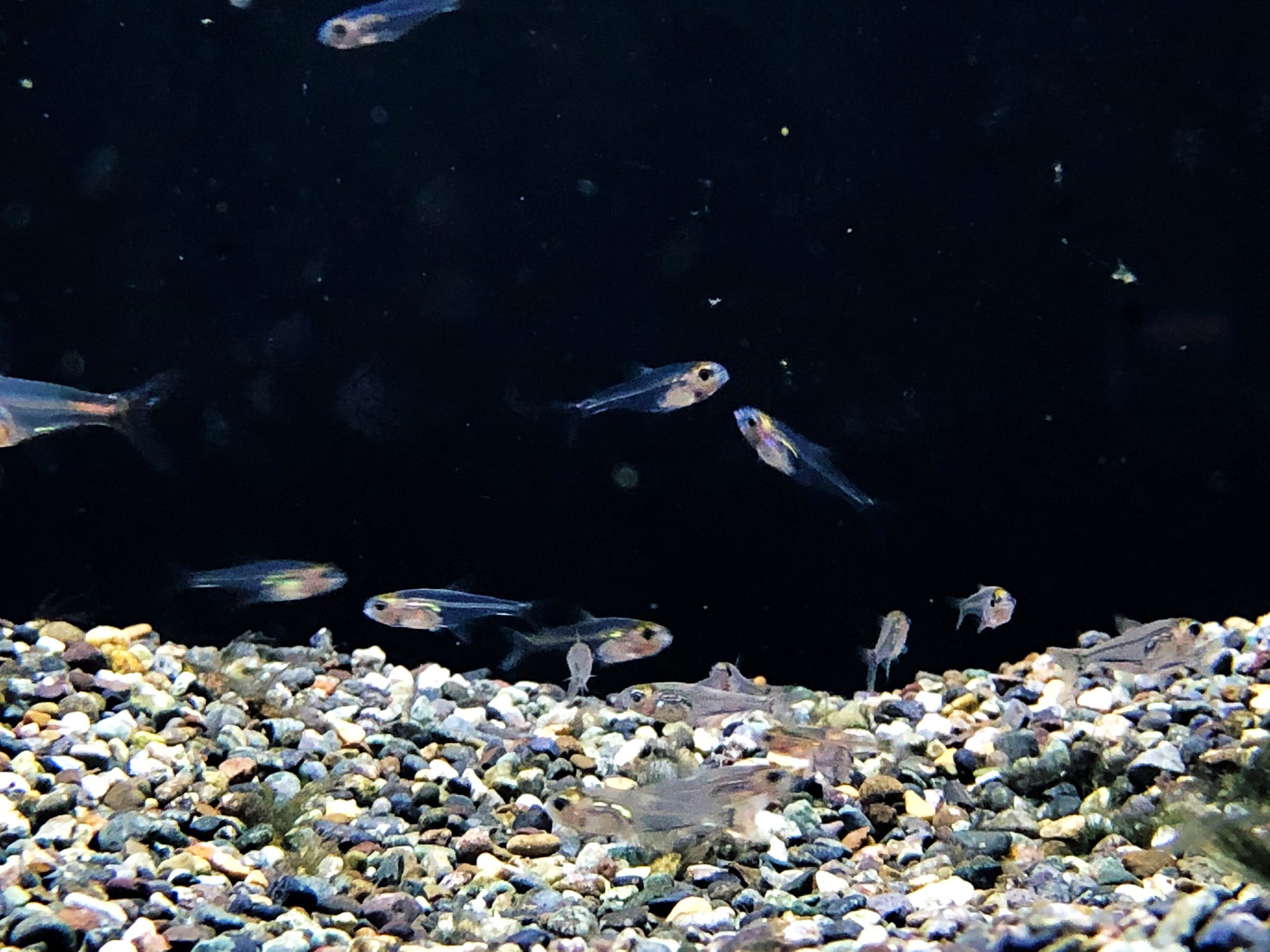 上品 熱帯魚 水草 ラミーノーズ テトラ ブリード 6匹 おまかせブセファランドラ1株付きミニ流木 無農薬 1個 北海道航空便要保温 Shipsctc Org 上品 熱帯魚 水草 ラミーノーズ テトラ ブリード 6匹 おまかせブセファランドラ1株付きミニ流木 無農薬 1個 北海道航空便要保温 Shipsctc Org