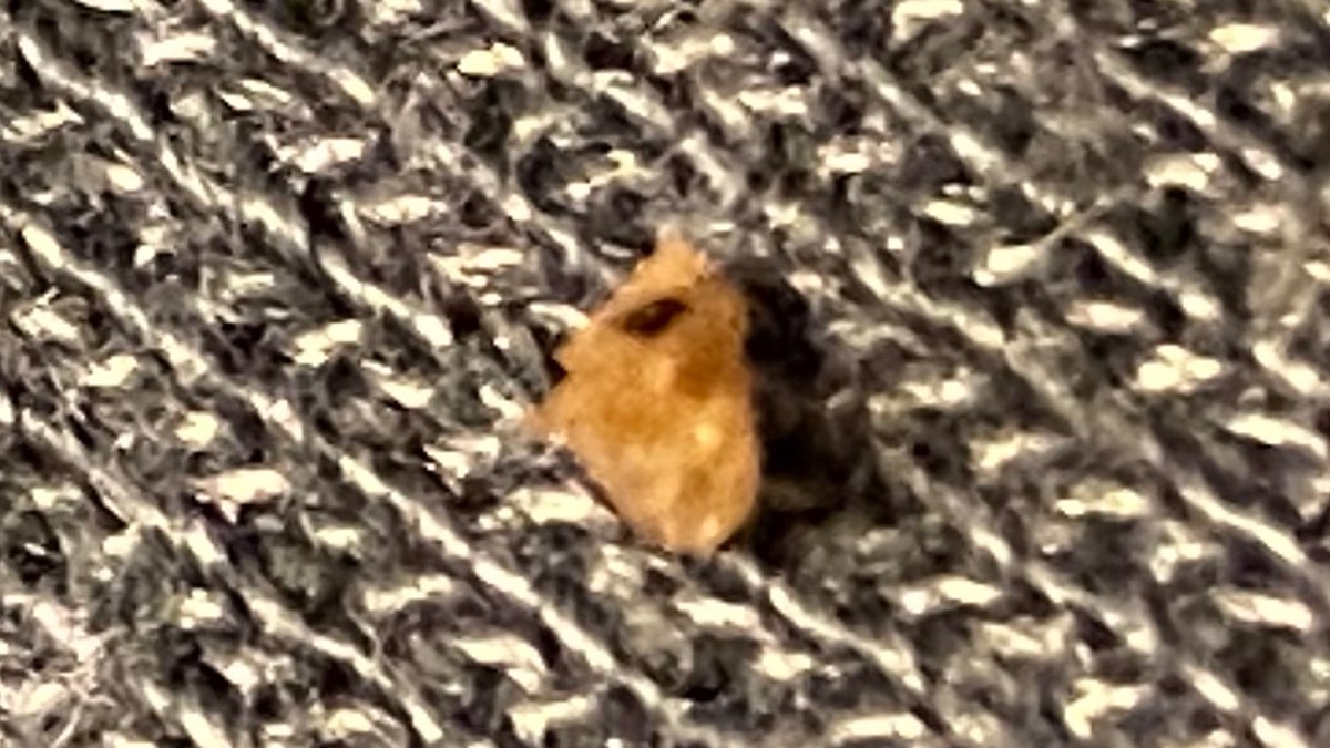 Respect_Anicca's tweet photo. What the heck is the stuff I’m coughing up? Am I wrong or is that old blood in the middle of  the hard chunks of something?
#COVID2019 #Quarantine #Symptoms #chunkylungs https://t.co/eAeBEQe5aT