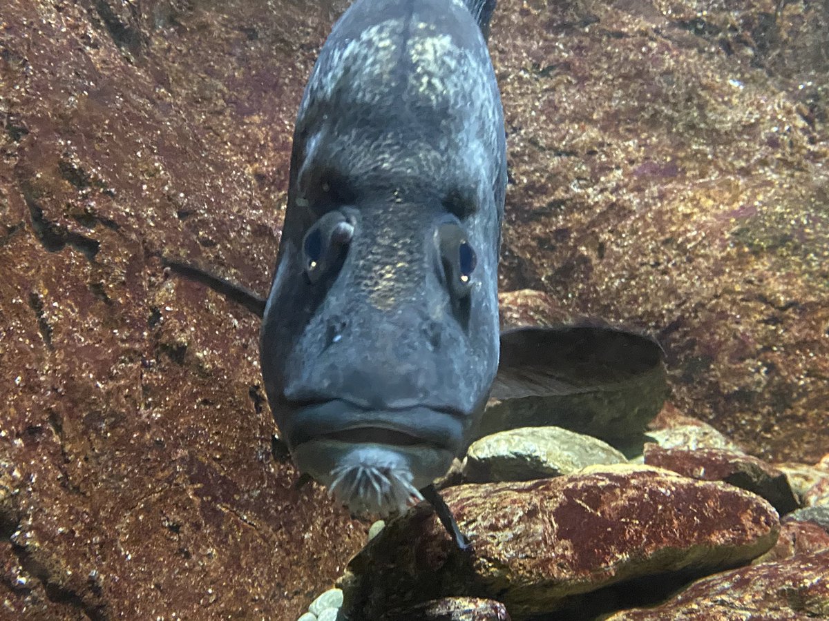 和歌山県立自然博物館 名はタイを表す ヒゲダイは その名の通り下顎にヒゲがモジャモジャ生えています 近縁でヒゲソリダイという 魚もいます こちらは髭を剃って少し経ったくらいの ジョリジョリしてそうな短いヒゲがあります ちなみに 両方とも名前