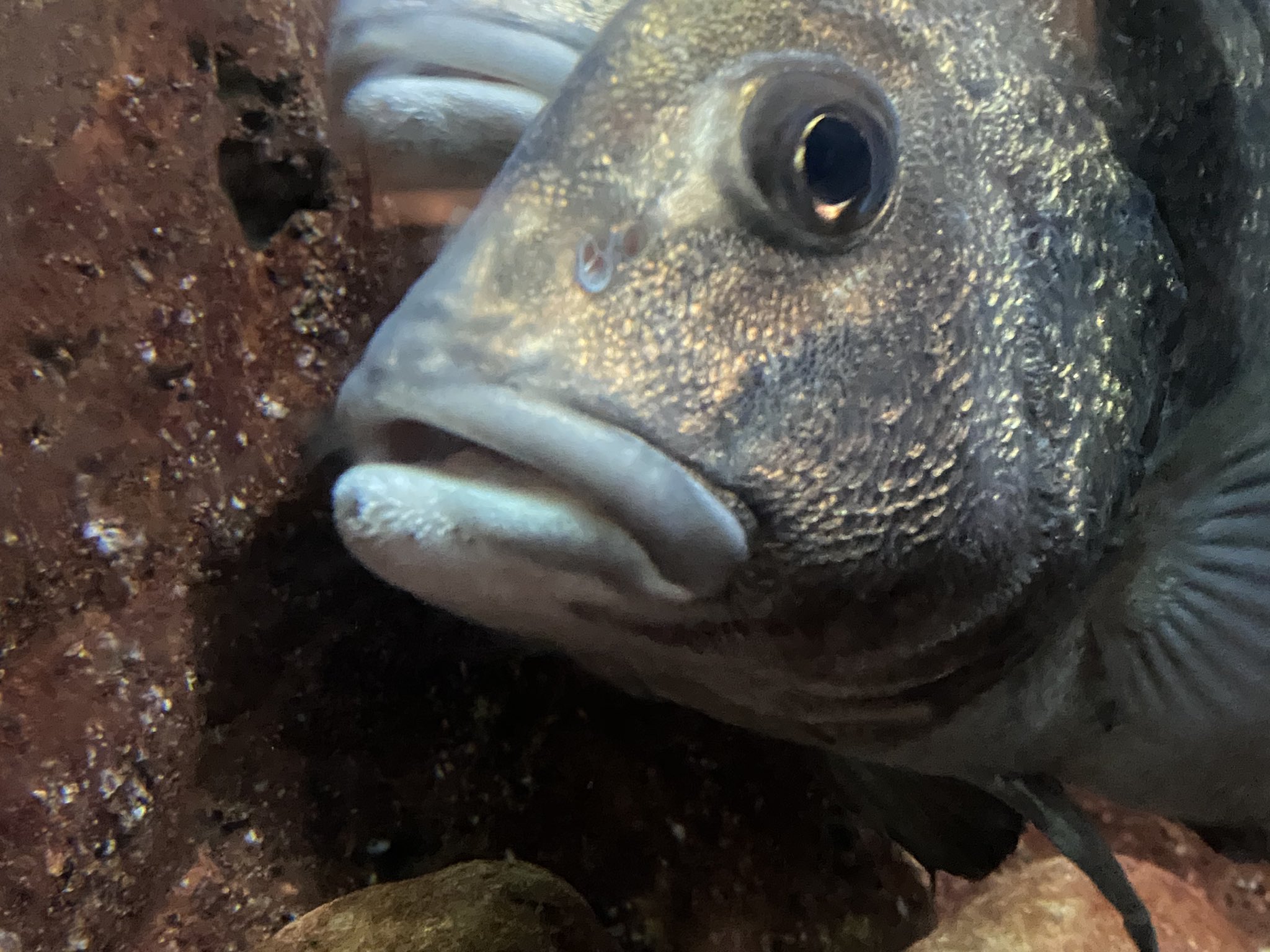 和歌山県立自然博物館 名はタイを表す ヒゲダイは その名の通り下顎にヒゲがモジャモジャ生えています 近縁でヒゲソリダイという 魚もいます こちらは髭を剃って少し経ったくらいの ジョリジョリしてそうな短いヒゲがあります ちなみに 両方とも名前