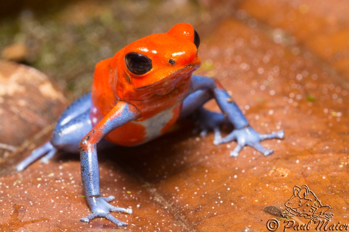 _Mountain_Man's tweet photo. More of our series: Frogs, pissed about the world. Oophaga pumilio, Strawberry Poison-dart Frog. Oophaga provide dual parental care: the female lays unfertilized eggs for the tadpoles to eat ("Oon" = egg, Phagos = "eater"), while the male defends and provides moisture. #omelette https://t.co/77bGaVMqDx