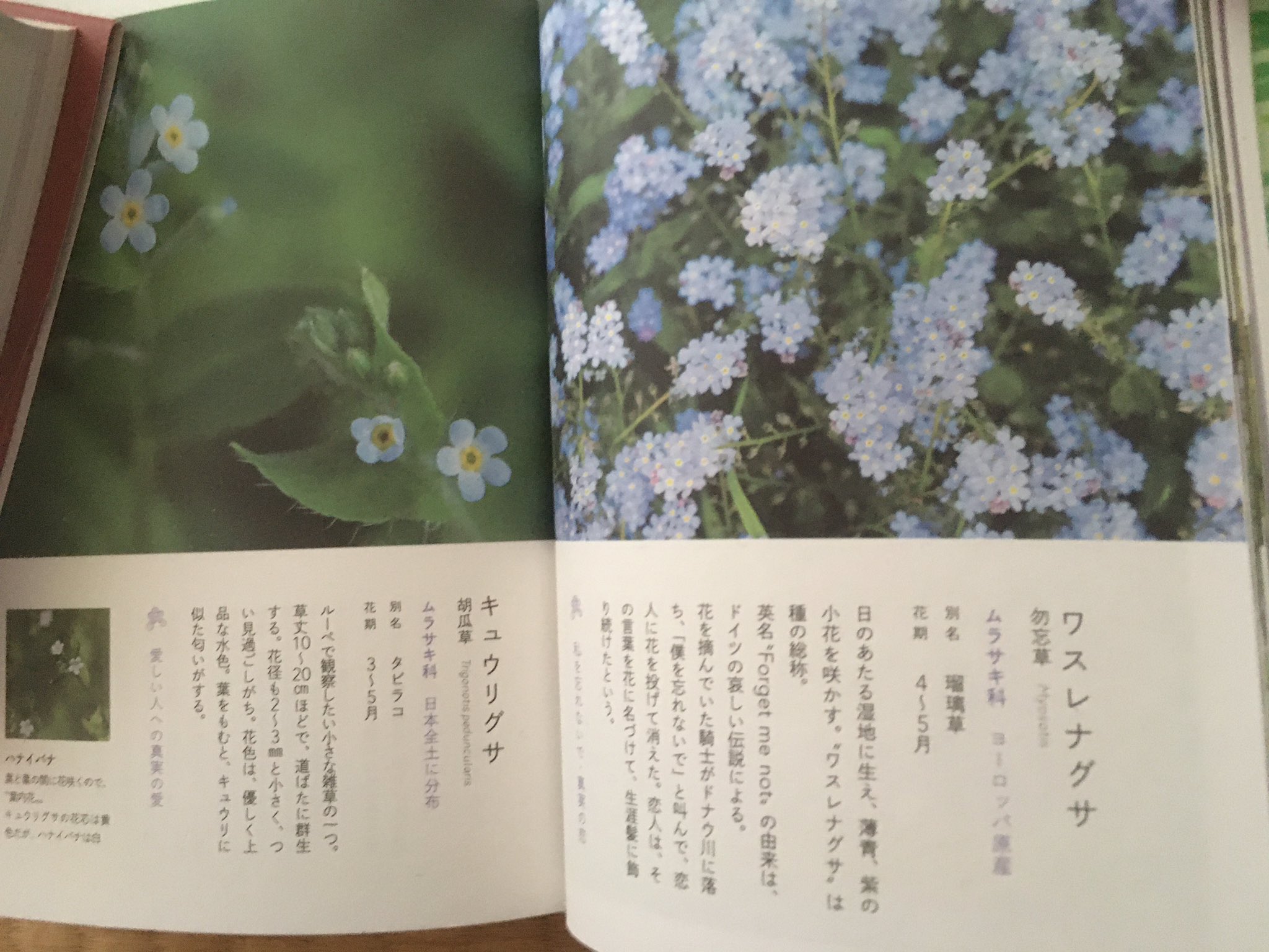 花の辞典 Twitter Search Twitter