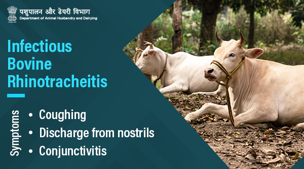 Dept_of_AHD's tweet photo. In addition to respiratory problems, Infectious Bovine Rhinotracheitis can cause abortion at 6-8 months of pregnancy, swollen vulva with papules which later become ulcers along with other symptoms.
#Catttle #IBR #AnimalHealth
Read more: https://t.co/KRkLaVnUZO https://t.co/M5bbtLbmCX
