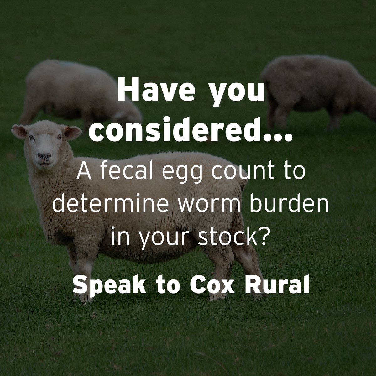 CONDITIONS THAT GROW GRASS, GROW WORMS.
After some very well received rains throughout the state, now is the time to be aware of a likely increase in worm burden in sheep and cattle. Contact us about a fecal egg count, or contact Hannah on 0448 306 920 for animal health queries.