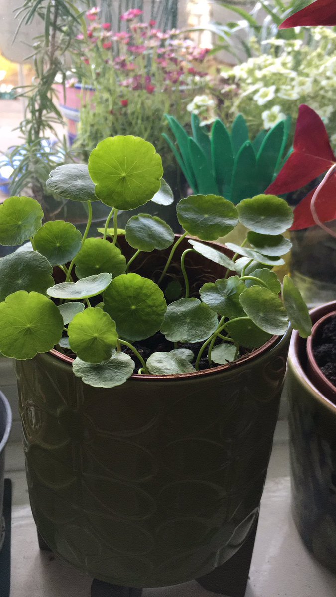 And here’s my own pennywort, which has finally recovered from a bug infestation and is getting bigger now, and spreading fast!