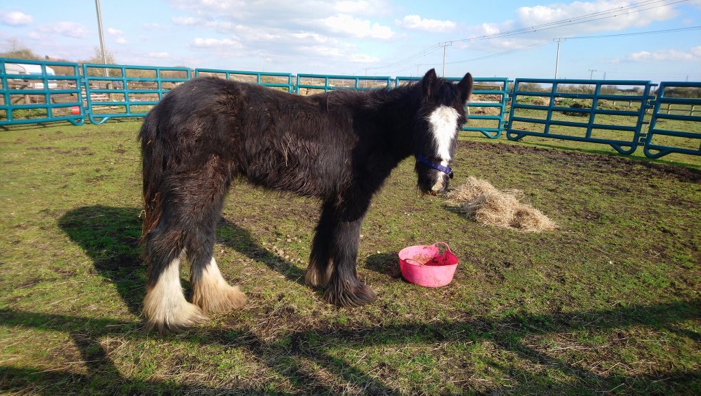 EssexHorsePony's tweet photo. NANCY UPDATE
Our dear Nancy is home with us ❤️🐴 She is still weak and when she lays down it takes 4 of our staff to help her up. However she remains bright. Please keep fingers crossed for our sweet gentle girl #HorseHour #PonyHour #TackTalkTuesday #HorseChatHour #Essex #rescue https://t.co/ihQ8XoaPnj