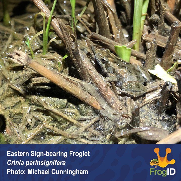 Small brown frogs like this Eastern Sign-bearing Froglet (Crinia parinsignifera) are often much easier to hear 👂 than see 👀.  Recording frog calls with #FrogID is helping us better understand these species. Please keep sending them in! 💚🐸 #citizenscience #wildoz