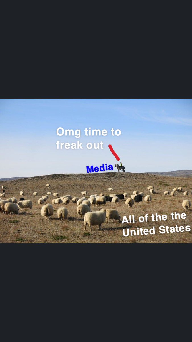 tweedatc's tweet photo. Just a bunch of sheep in a field https://t.co/rotQ8VX02u